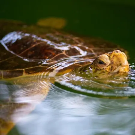 别墅 Duman 1 达利安