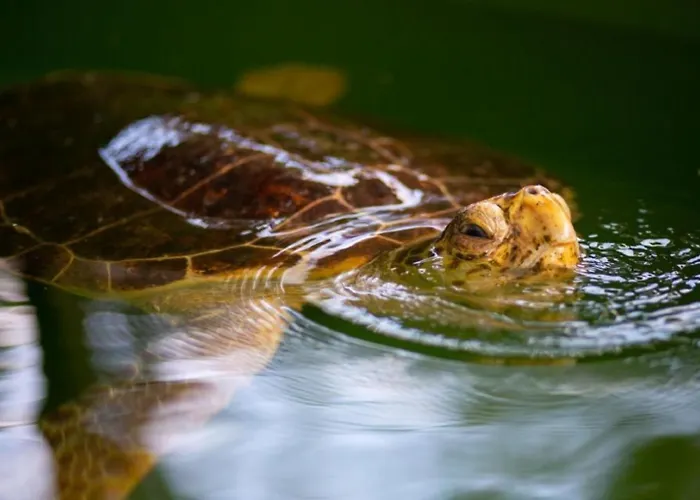 别墅 Duman 1 达利安